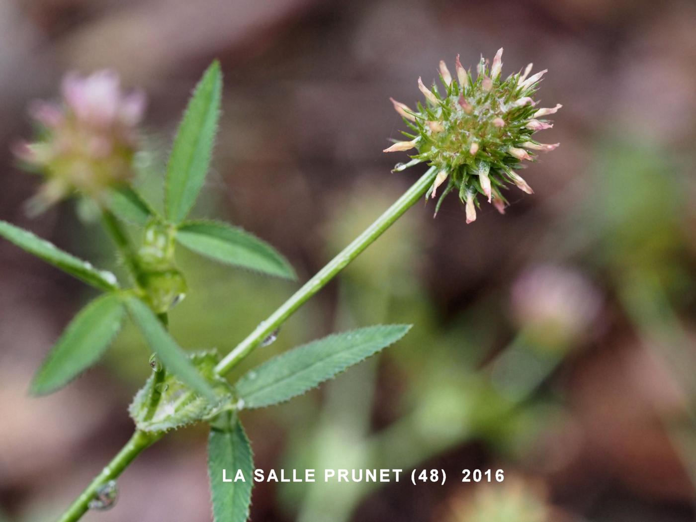 Clover, Stiff fruit